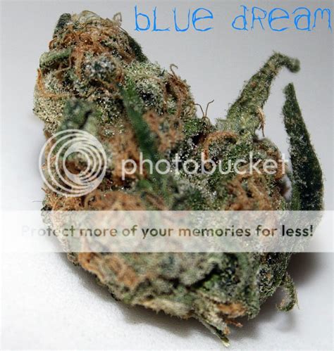 bg kush|Pictures of Five Star Blue Dream and BG Kush